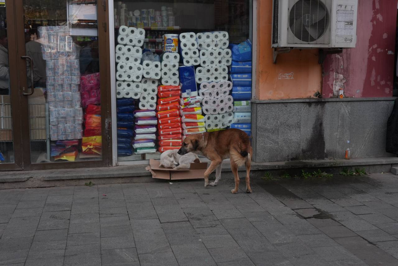 Уличная собака