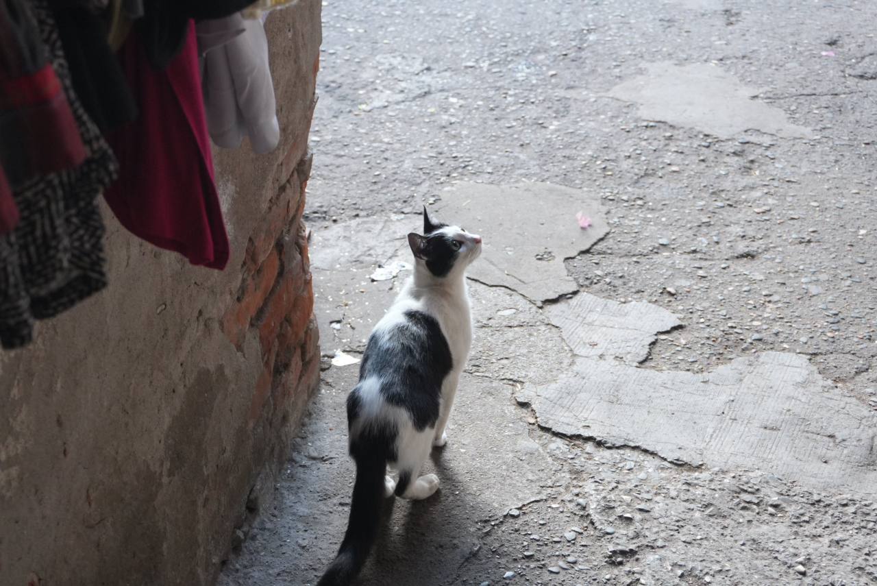 Собаки Кутаиси